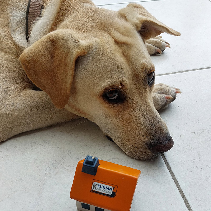 Büro-Hund Faye Kuthan-Immobilien